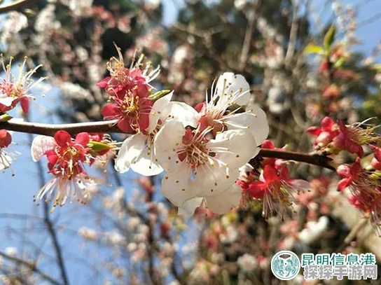 光与夜之恋手游资讯，温馨餐区攻略大揭秘，解锁最浪漫用餐顺序之旅