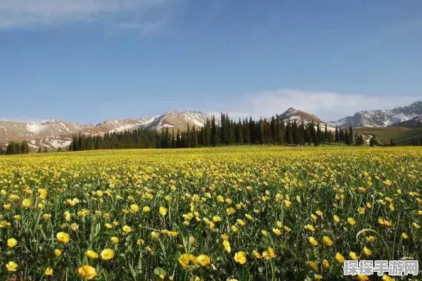 手游资讯，光遇赏花任务奖励全解析，探索阶段丰厚回报等你拿