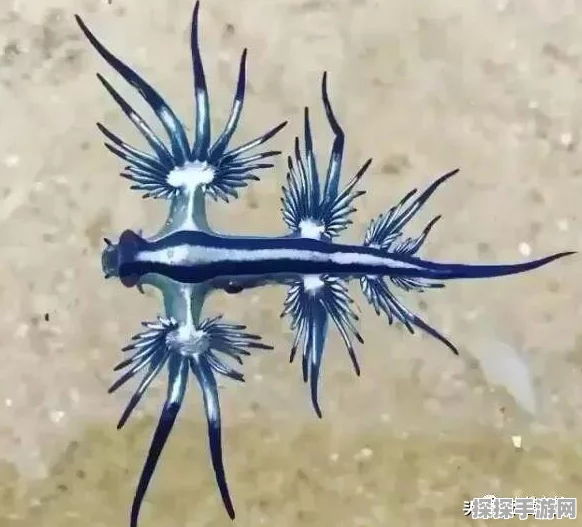 泰拉瑞亚手游资讯，揭秘海神贝壳的获取之道