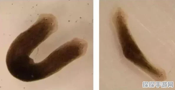 最强蜗牛变异巨细胞获取全攻略，解锁顶级细胞力量的多元途径
