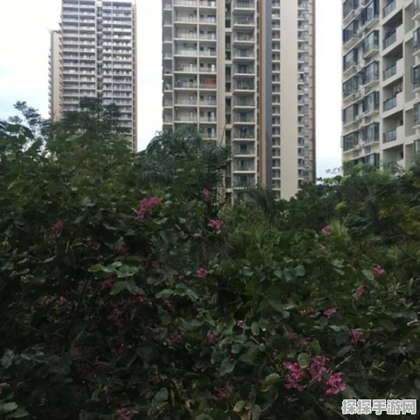 魔兽世界怀旧服寒冷飞行学习全攻略