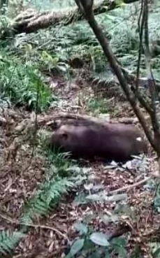 迷你世界地刺陷阱启动全攻略