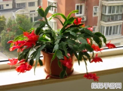 原神花题第四天攻略，掌握插花摆法技巧，打造完美作品