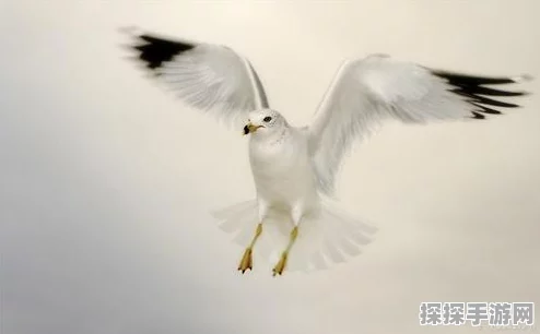 和平精英访客记录查询指南，掌握你的游戏社交动态