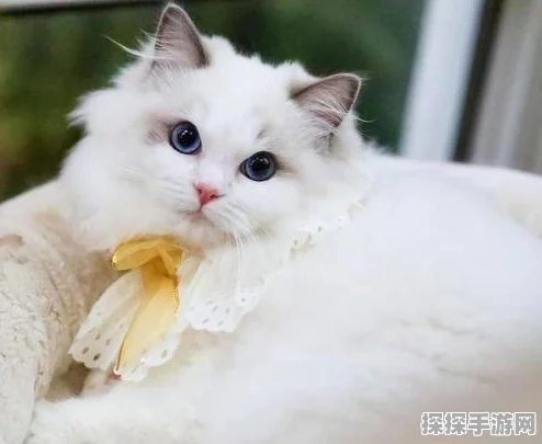 剑侠世界3萌宠新成员，布偶猫可爱登场，萌化你的心