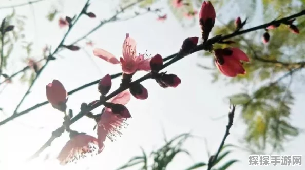 烟雨江湖新剧情揭秘，碧游教揽月婆婆触发条件全解析