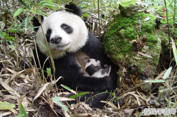 太极熊猫橙色装备获取攻略，助你打造无敌战力的秘诀