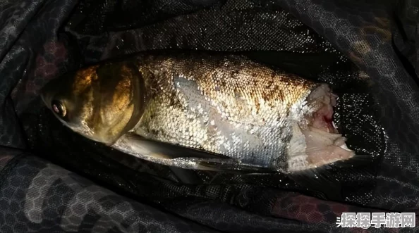 疯狂骑士团，揭秘调皮掠食者的垂钓秘籍