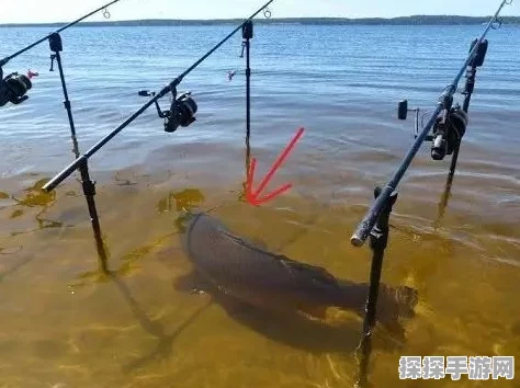 塔瑞斯世界钓鱼玩法深度解析，悠闲垂钓，探索未知水域