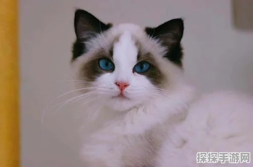 剑侠世界3萌宠新篇，布偶猫萌力全开，共赴江湖之旅