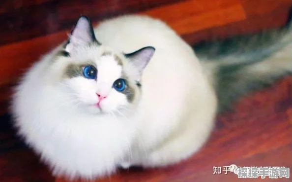 剑侠世界3萌宠新篇，布偶猫萌力全开，共赴江湖之旅