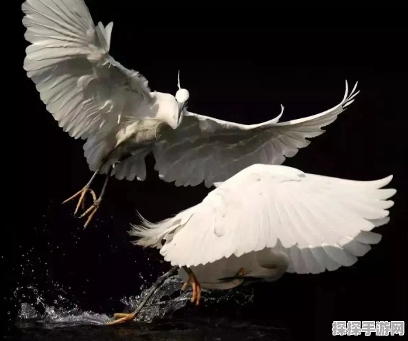 心动小镇观鸟功能解锁全攻略，探索自然奥秘，领略羽翼之美