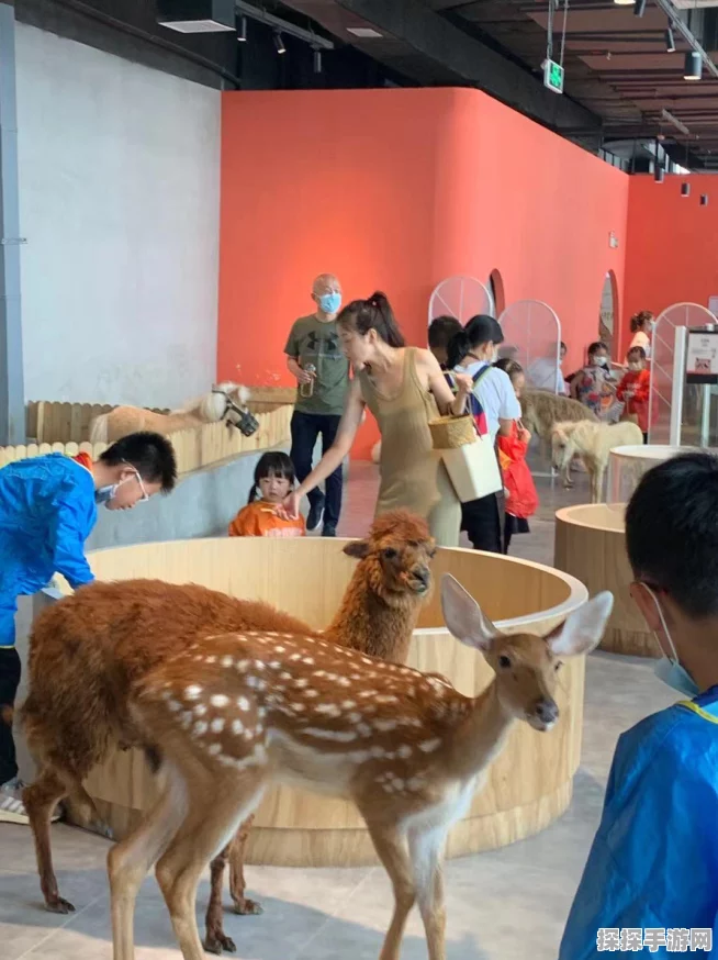 黑色沙漠手游消失的浣熊任务全攻略