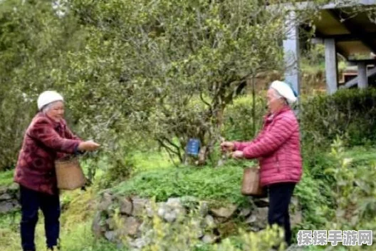 手游资讯，坎公骑冠剑精灵之乡通关攻略全解析