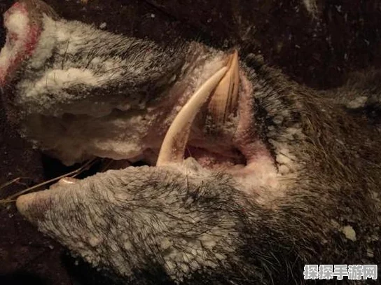 手游资讯，怪物猎人系列新作捕获技巧全揭秘