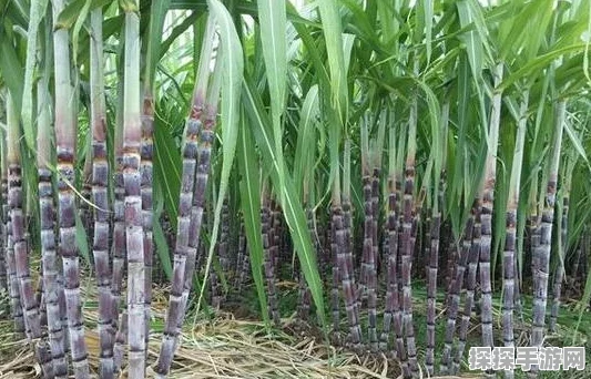 手游资讯，揭秘我的世界甘蔗种植技巧与实用价值