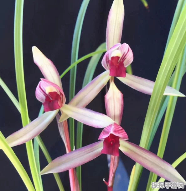 王者荣耀蓝花获取攻略，全面解析蓝花获取途径