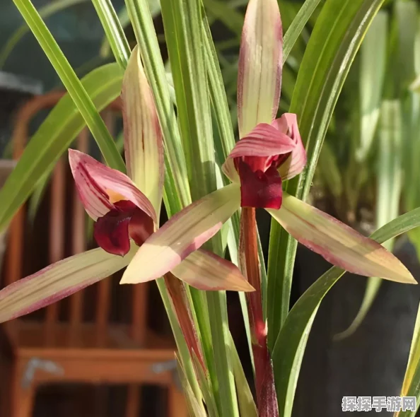 王者荣耀蓝花获取攻略，全面解析蓝花获取途径