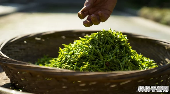手游资讯，探寻中国名茶洞庭碧螺春产地，融入手游文化新体验