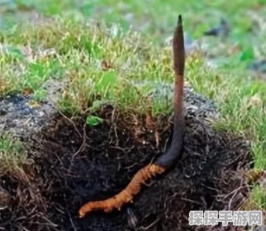 幻塔手游食材获取与分布位置大全
