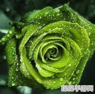 QQ飞车手游玫瑰之恋赛道跑法深度解析，助你驰骋赛场