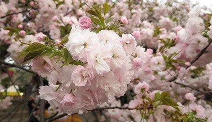 阴阳师樱舞桃花开宝箱位置全揭秘，新版本活动攻略
