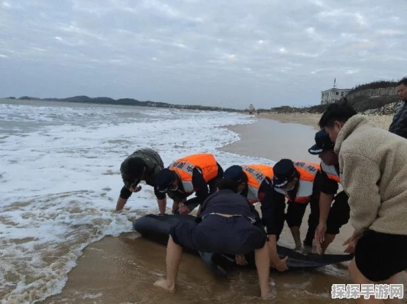 梦想家园游戏体力获取全攻略，助你畅游梦想世界