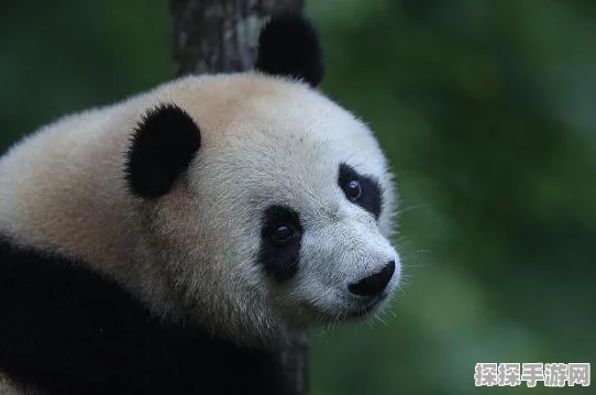星球重启武器赋能攻略，解锁战斗新境界