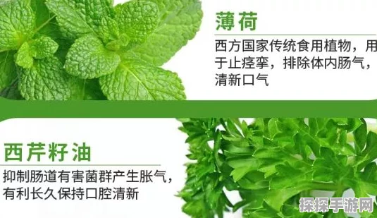 原神百草药效揭秘，全面解读草药配方与功效汇总分享
