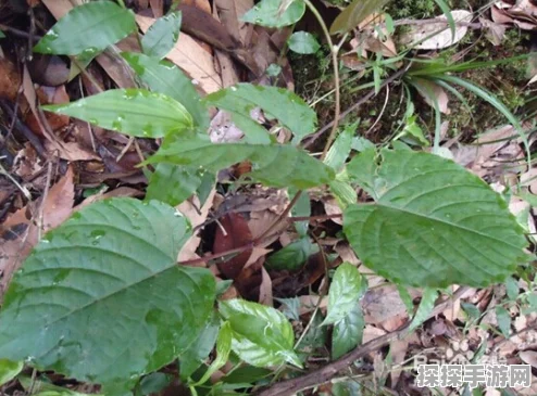 原神百草药效揭秘，全面解读草药配方与功效汇总分享
