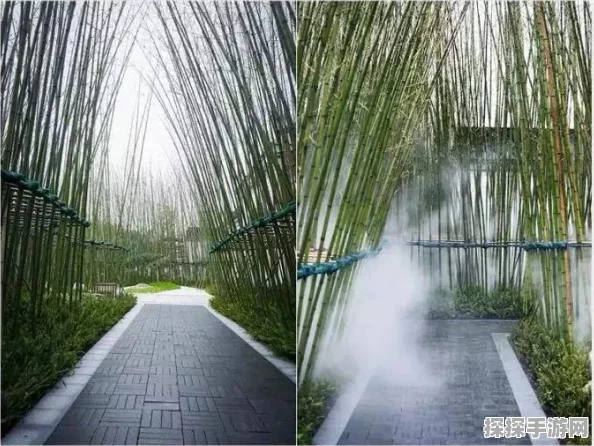 烟雨江湖新版本揭秘，翠竹之韵，多样用途与深邃文化内涵