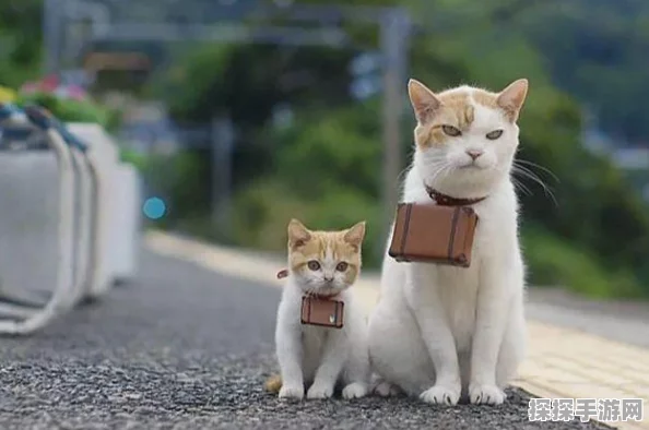 萌猫旅行，2D卡通治愈画风模拟养成手游新版本更新资讯