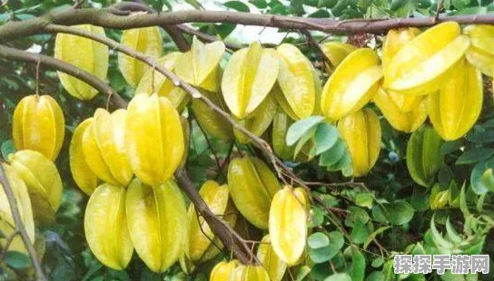 星露谷物语夏日新攻略，杨桃种植专业指南，助你丰收满满