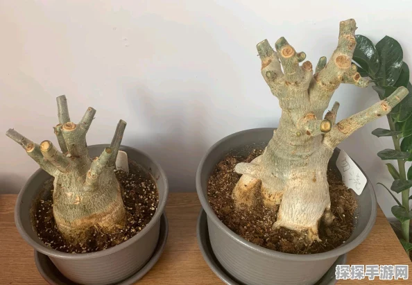 手游资讯指令，光遇，探寻星光沙漠中的神秘玫瑰之地深度解析