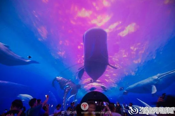 归龙潮新手攻略，解锁深海冒险的奇幻之旅