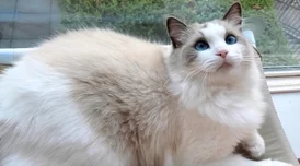 猫之城，探索艾琳娜的多元结局与角色魅力