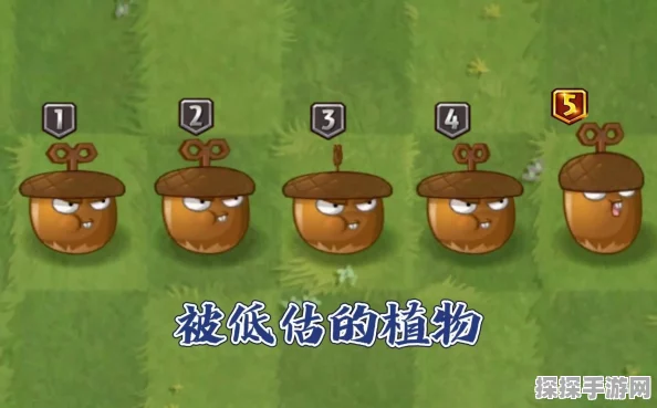 植物大战僵尸2旋风橡果，穿透攻击的伤害评估与实战应用
