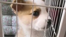 妄想山海狩犬高效捕捉与培养技巧大揭秘