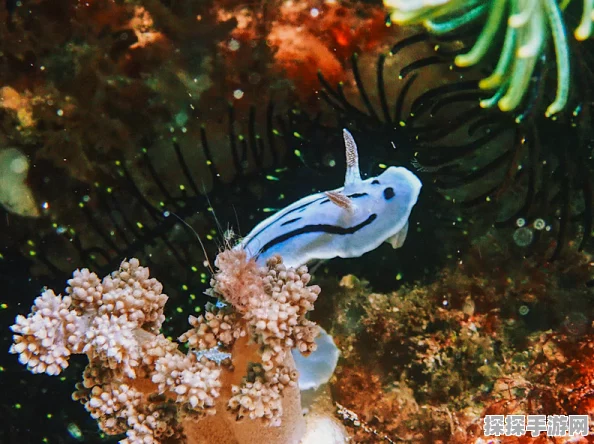 迷你世界深海鱼食性研究，探索神秘海底世界的饮食奥秘