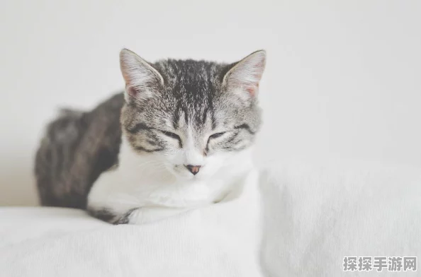 天涯明月刀手游，葡萄猫咪获取全攻略与深度游戏指南