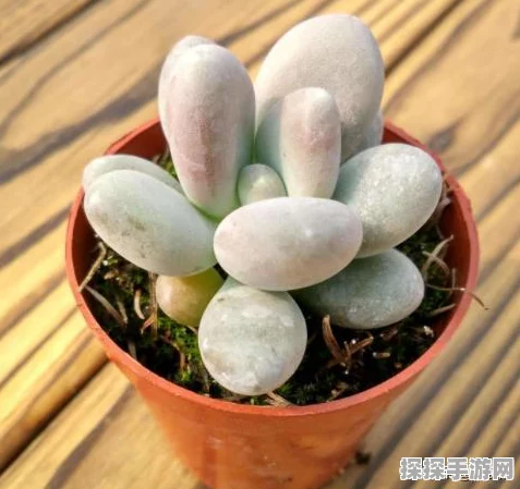 解锁植物大战僵尸年度版全成就，策略布局挑战极限