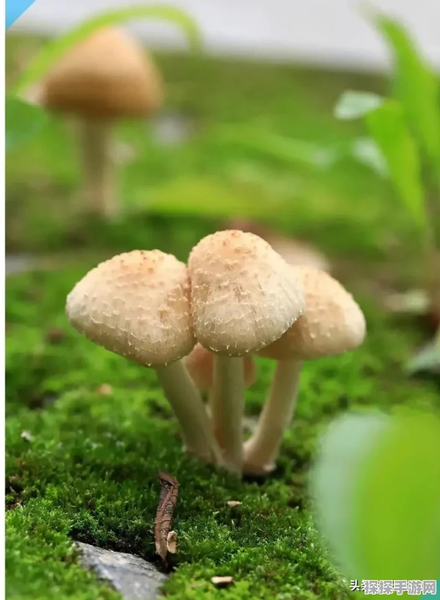 最强蜗牛蘑菇食用与合成全攻略