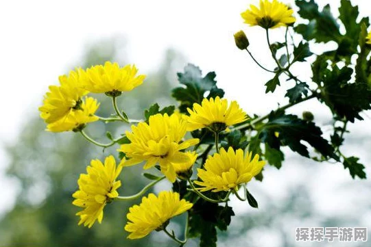 花语月全攻略详解，解锁手游新境界