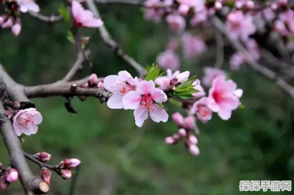 手游资讯，鸣潮今汐典藏套装桃夭灼灼服饰惊艳亮相