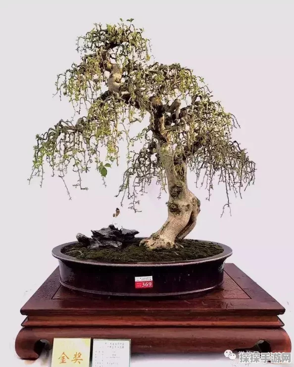 梦幻西游手游，蛟龙探海副本通关全攻略