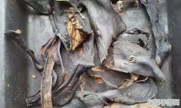重生细胞手游资讯，全面解析园丁钥匙获取攻略